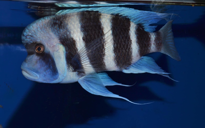 Cyphotilapia gibberosa 'Cape Mpimbwe'